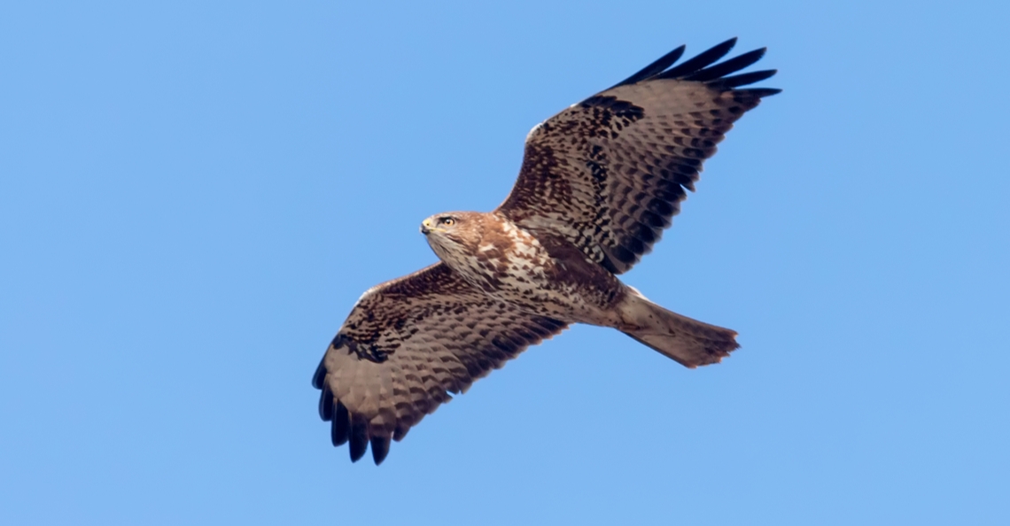 1595952915-buizerd-steelt-drone-holten-2020-1.jpg