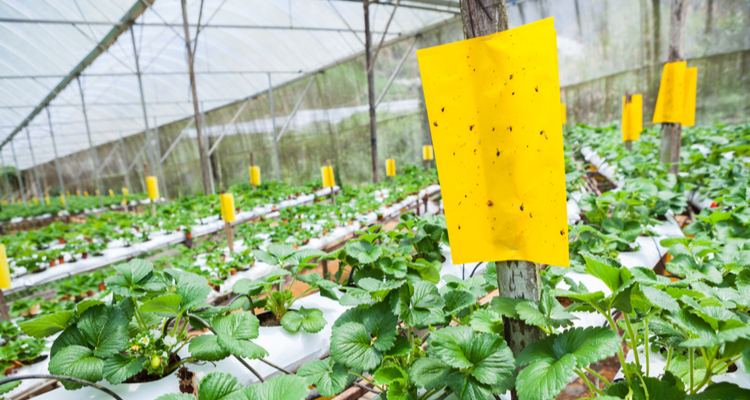 Delftse studenten ontvangen 250.000 euro voor insectenbestrijding met drones